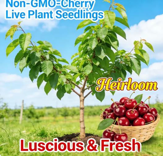 Premium Black Cherry Seedlings, Ready-to-Plant for Home Garden