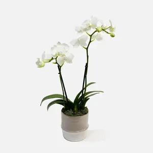 UrbanStems The Purity Orchid Next Day Gift Delivery Elegant White Orchid Plant for Special Occasions