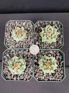 Turbinicarpus Alonsoi Live Cactus - Grower's Choice, No-Fuss Indoor Garden Supply for Home Improvement
