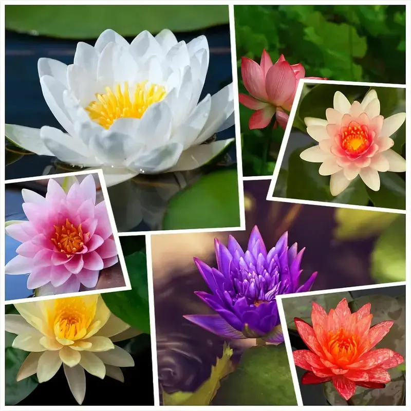 20Pcs Mixed Bonsai Bowl Lotus Seeds - Vibrant Water Lilys Flower Plant for Fresh Gardens - Non-GMO Aquatic Seeds color