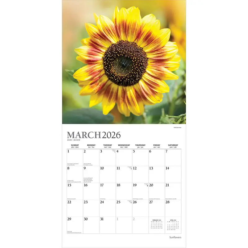 Sunflowers | 2026 12 x 24 Inch (Hanging) Monthly Square Wall Calendar | Foil Stamped Cover | Plato | Flower Floral Plant Outdoor Nature 2
