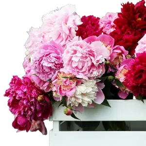 Peony seeds，peony red peony seeds are planted，courtyard balcony plants