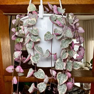 String of Hearts Variegated | 4.5’ Hanging Pot |  (Ceropegia woodii variegata)