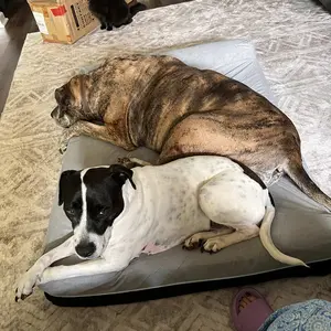 Product Review of Laifug Orthopedic Memory Foam Extra Large Dog Bed with double Pillow (50"x36"x10") Durable Water Proof Liner & Removable Washable Cover & Smart Design from 🖤**💋