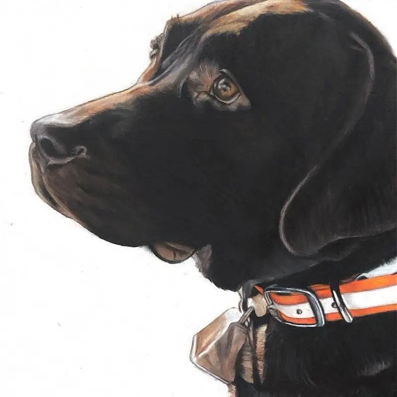 Pet Portraits