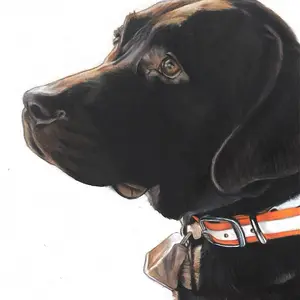 Pet Portraits
