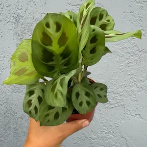 4” Maranta ‘Leuconeura’ - “Prayer Plant “ - live plant - low maintenance
