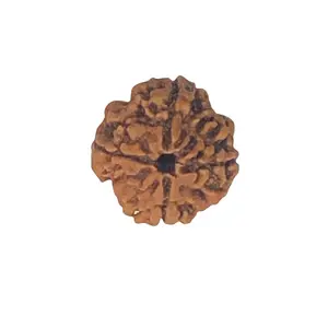 Authentic 4 Mukhi Rudraksha Bead from India for Self-empowerment