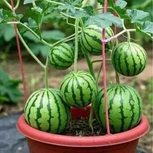 Watermelon Seeds | Extra Sweet Small Watermelon | High Germination Rate | Compact Fruit Variety | Container & Garden Growing | Balcony Patio Backyard | Easy to Grow | Beginner Friendly | Non-GMO Watermelon Seeds