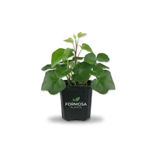 Green English Ivy - 1 Live Plant in a 3 Inch Pot - Easy Care Trailing Vine, Beautiful Indoor Houseplant - Hedera Helix