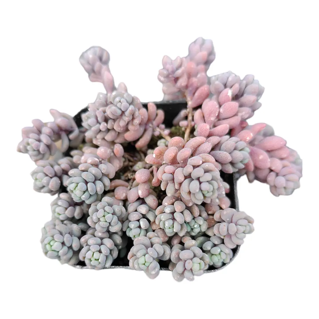 Sedum dasyphyllum 'Corsican Stonecrop' Sedum dasyphyllum 'Corsican Stonecrop'