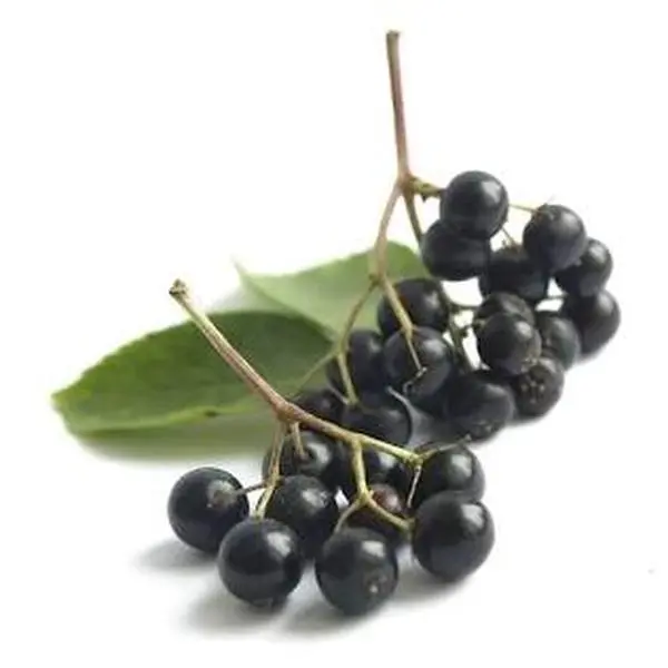 elderberry seeds