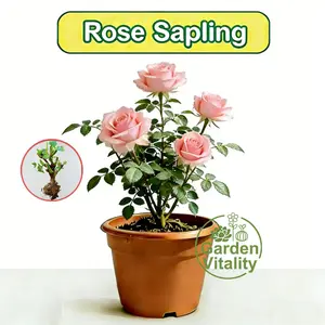 High-quality pink rose seedlings with bare roots, large flowers, strong root system, high survival rate, ideal for balconies, terraces, flower beds and garden edges
