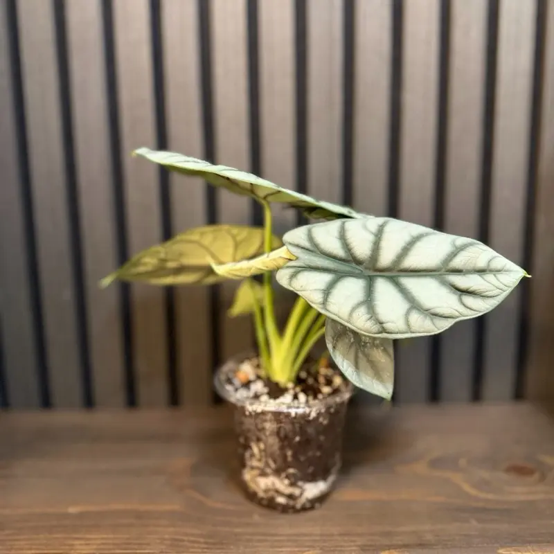 Alocasia Silver Dragon 4”pot, Chunky soil and clear root included