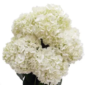 Fresh cut white hydrangeas 3 stems no vase Decor Fruit Decorative Flower Gift Plants Bouquet