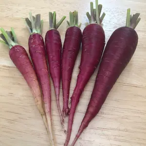 Dragon Carrot (Daucus carota 'Dragon') Organic Seeds – Vibrant Red-Purple Roots, Sweet and Spicy Flavor, Gourmet Heirloom Variety