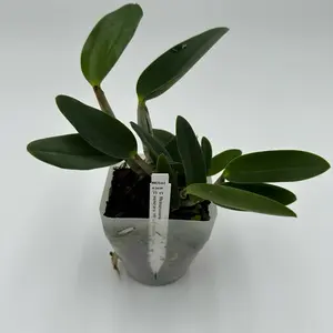 10 plant mystery box of orchids 3”-5” pot sizes