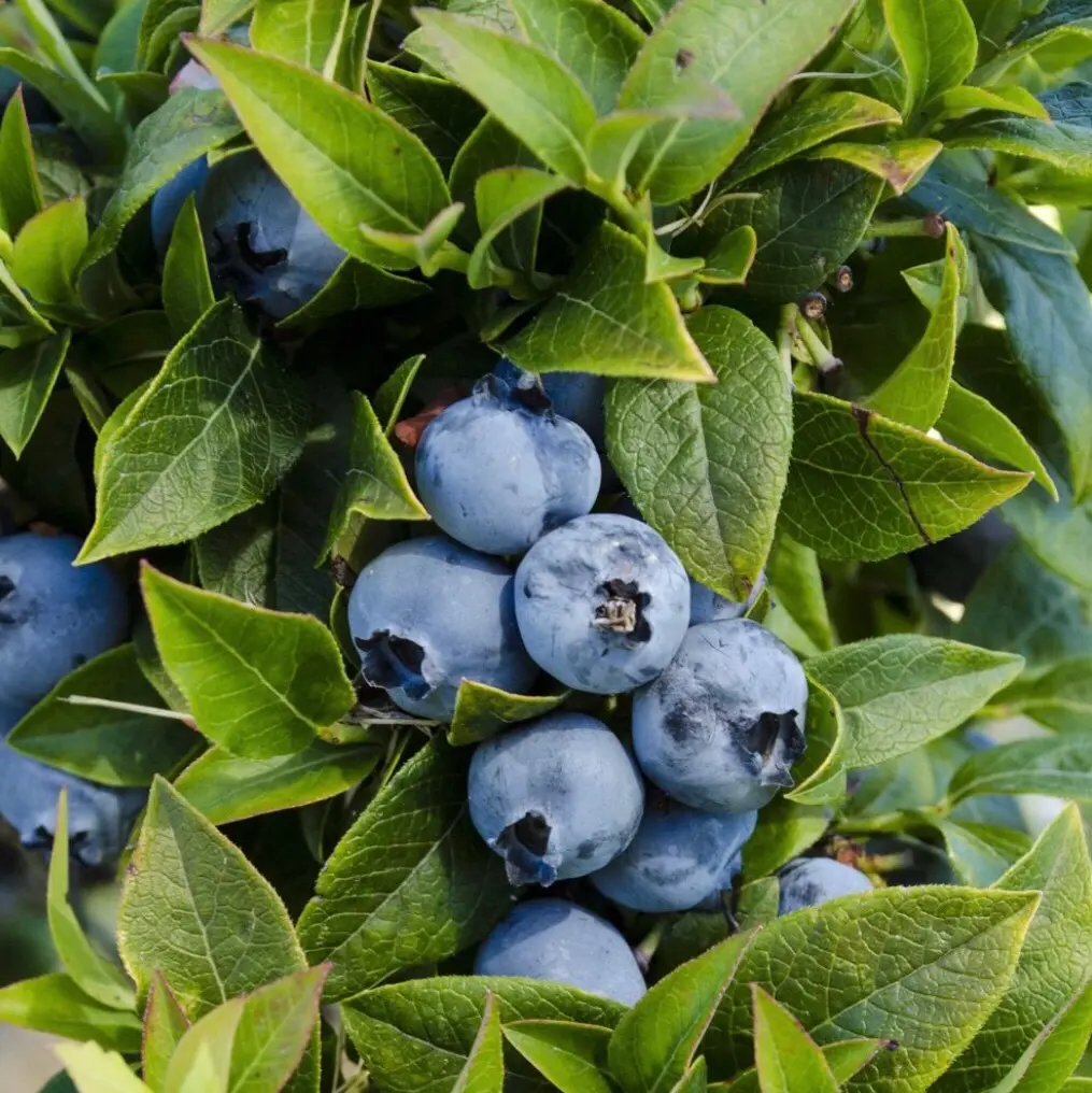 Top Hat Dwarf Blueberry Bush