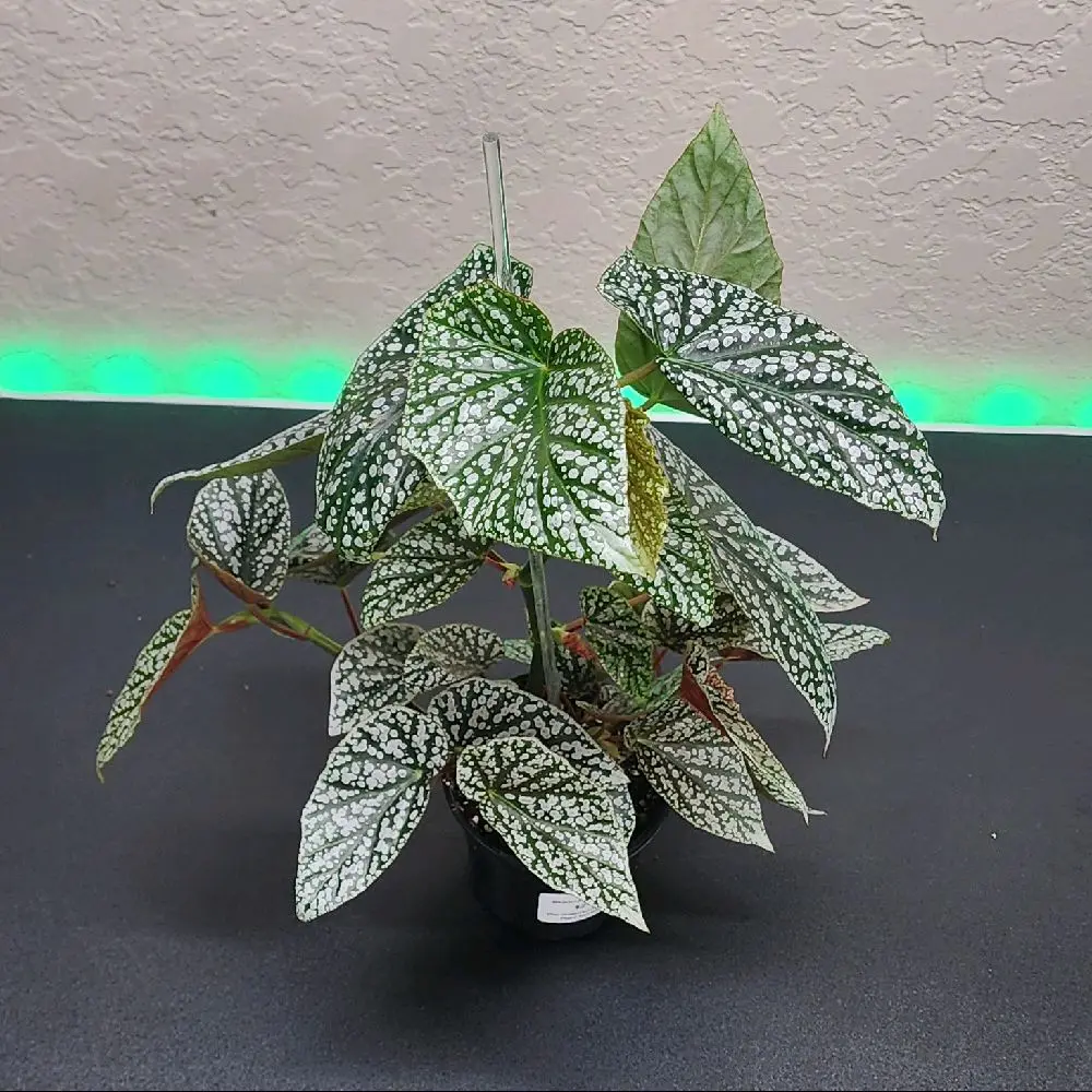 Begonia White Ice
