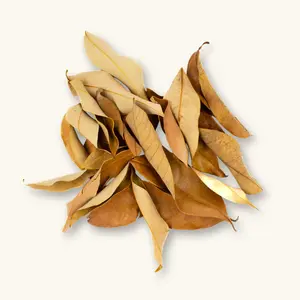 Natural Dimocarpus Longan Leaf Litter (20c) by Betta Botanicals for Terrariums & Vivariums & Paludariums