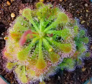 Spoonleaf Sundew Live Carnivorous Plant - Drosera Spathulata for Garden Enthusiasts