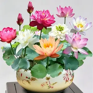 60Pcs Mixed Bowl Lotus Seeds – Vibrant Water Lily Flower Plant Seeds for Ornamental Water Gardens