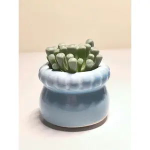 2"Live Succulent Fenestraria Rhopalophylla Baby toes