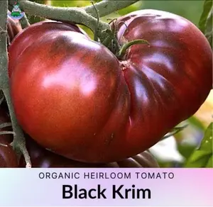Black Krim Tomato Vegetable 25 Seed Packs: 100% Heirloom Organically Grown Seeds for Delicious and Healthy Harvests