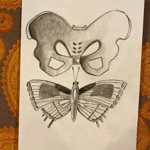 Pelvis and butterfly 9x 12 charcial