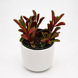 Peperomia Ruby Glow, 4-Inch Potted Live Succulent Plant for Indoor Home Garden Decor