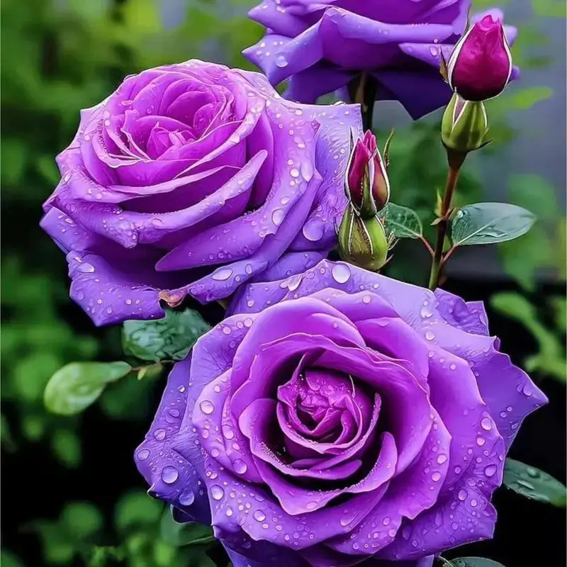 300PCS Rare Purple Rose Seeds - Easy to Grow, Full Sun, Healthy Growth, Indoor Use, Ideal for Home Gardens, Stunning Blooms, Perfect for Beginners