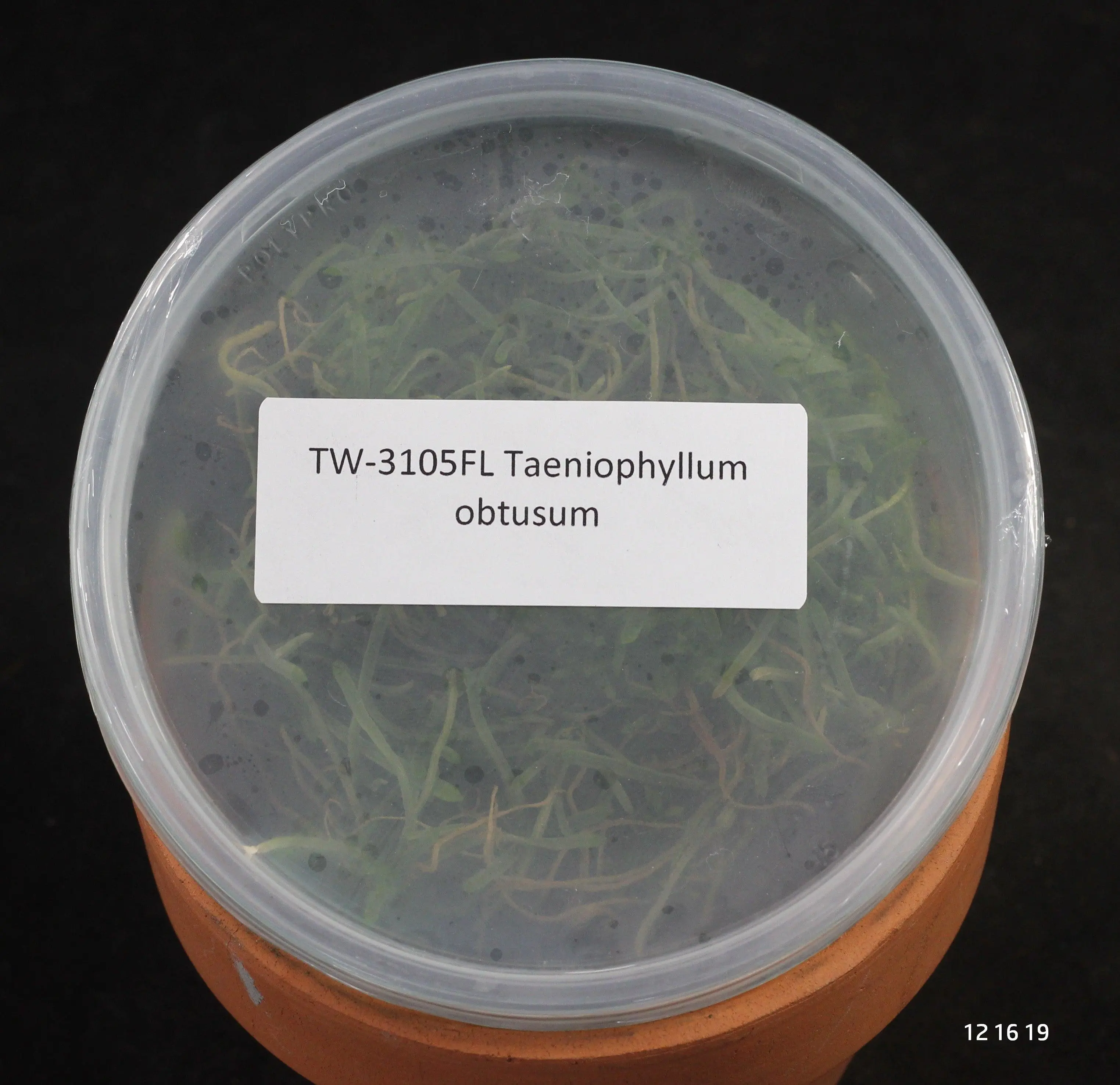 Deflasked Taeniophyllum obtusum Plantlet Pack, Garden Live Plant with Sterile Cotton for Home Improvement Gardening Supplies