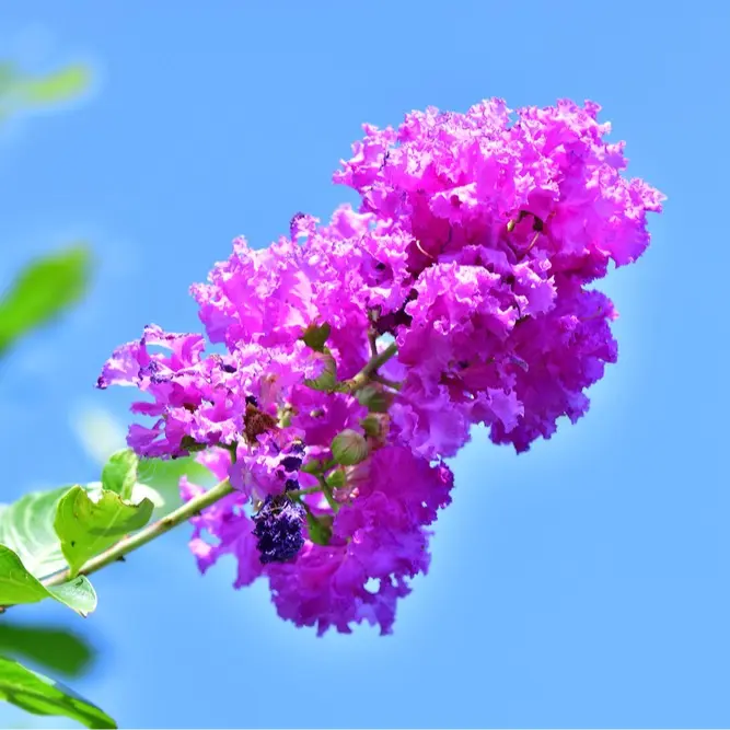 Crape Myrtle Bush Seeds – 35 Seeds – Vibrant Summer Blooms