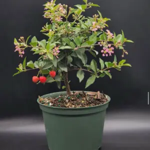 Barbados Cherry pre Bonsai 4” Pot