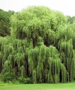 5 Willow Trees- Ready to Plant - 2 Weeping Willow Trees + 2 Austree Hybrid Willow Trees + 1 Corkscrew Willow Tree - Indoor Outdoor Live Trees - Bonsai Starts