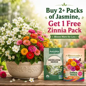 50 Non-GMO Aromatic Evergreen Jasmine Seeds, Purple or White Fragrant Flowers for Garden & Balcony Decor-Silver Jasmine Seeds Bonus Deal
