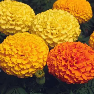 Marigold Seed Mixed – Non-GMO Heirloom Flower Seeds for Indoor & Outdoor Home Gardening in Individual Packets
