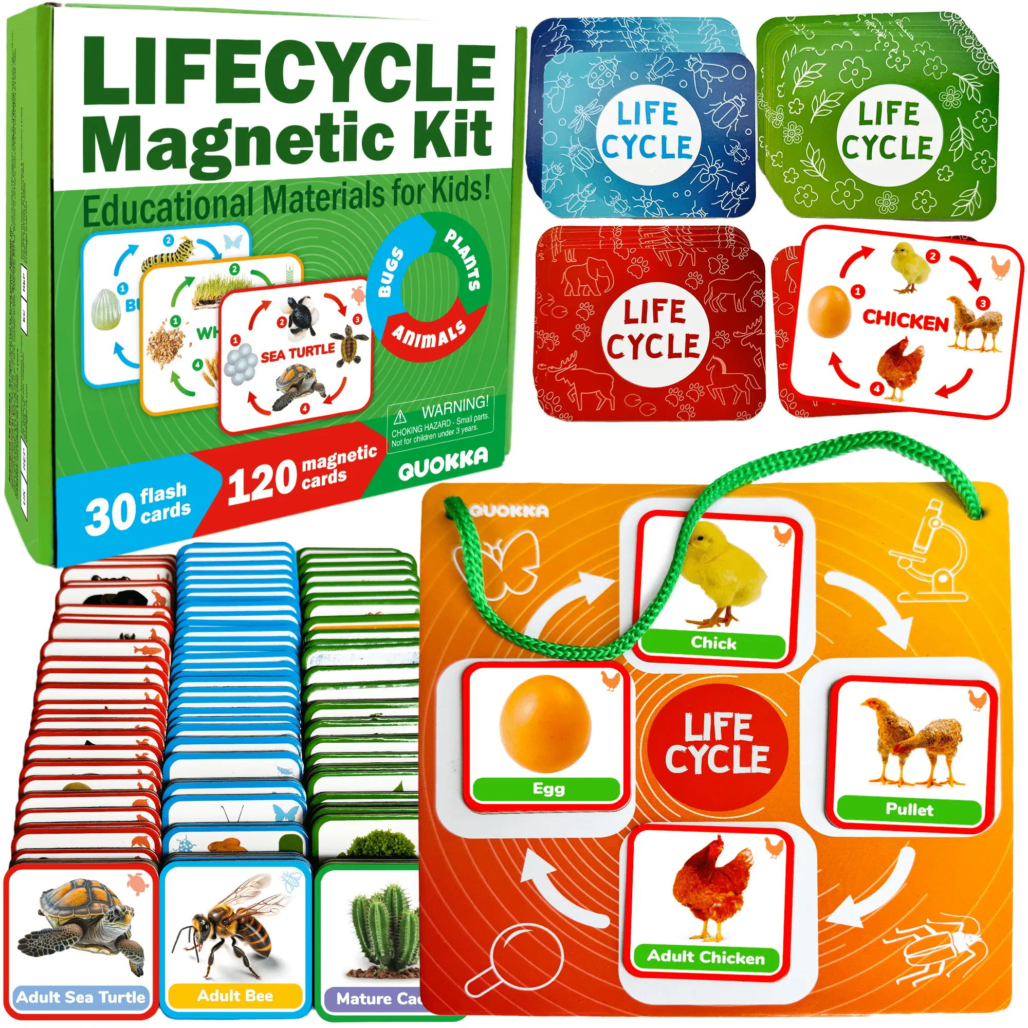 QUOKKA Animal Life Cycle Magnetic Flash Cards (120-Pack) - Montessori Nature Study Educational Toys, Preschool Learning Materials for Ages 3-6, Homeschool & Classroom Use