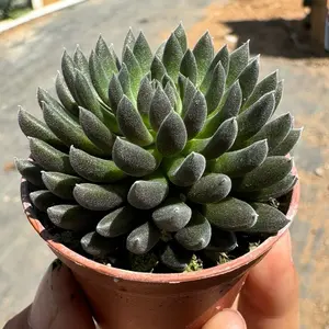 Black Sea Urchin Chinese Crassula 2 inch pot plant succulent