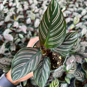 Calathea Ornata in 4 inch pot - Pet Friendly Plant