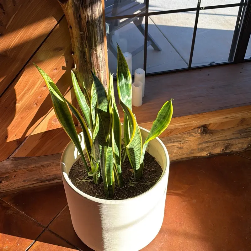 Snake Plant Cutting - Healthy 5+ Year Old Cuttings for Easy Propagation & Low Maintenance Home Plant - Ideal Air Purifier & Beginner-Friendly