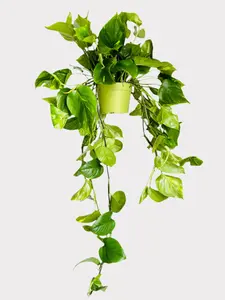 Pothos Golden - Epipremnum Aureum