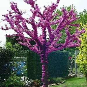 20 Judas Tree Seeds Cercis siliquastrum Mediterranean Redbud Flowers Fast Hardy-4 for Zones 4-9 Easy to Grow in Average Moisture Well-Drained Soils in Full Sun to Part Shade