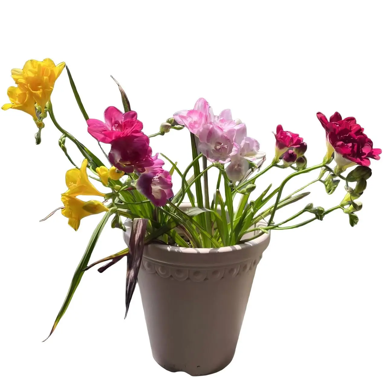 5-Piece Fresh Harvested Freesia Refracta Bulbs, Low-Maintenance Fragrant Blooms for Cut Flower Collectors, Balcony Pots & Courtyard Gardening