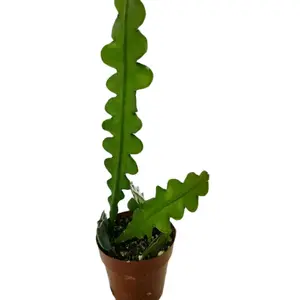 3" Epiphyllum Anguiliger Fishbone Houseplant