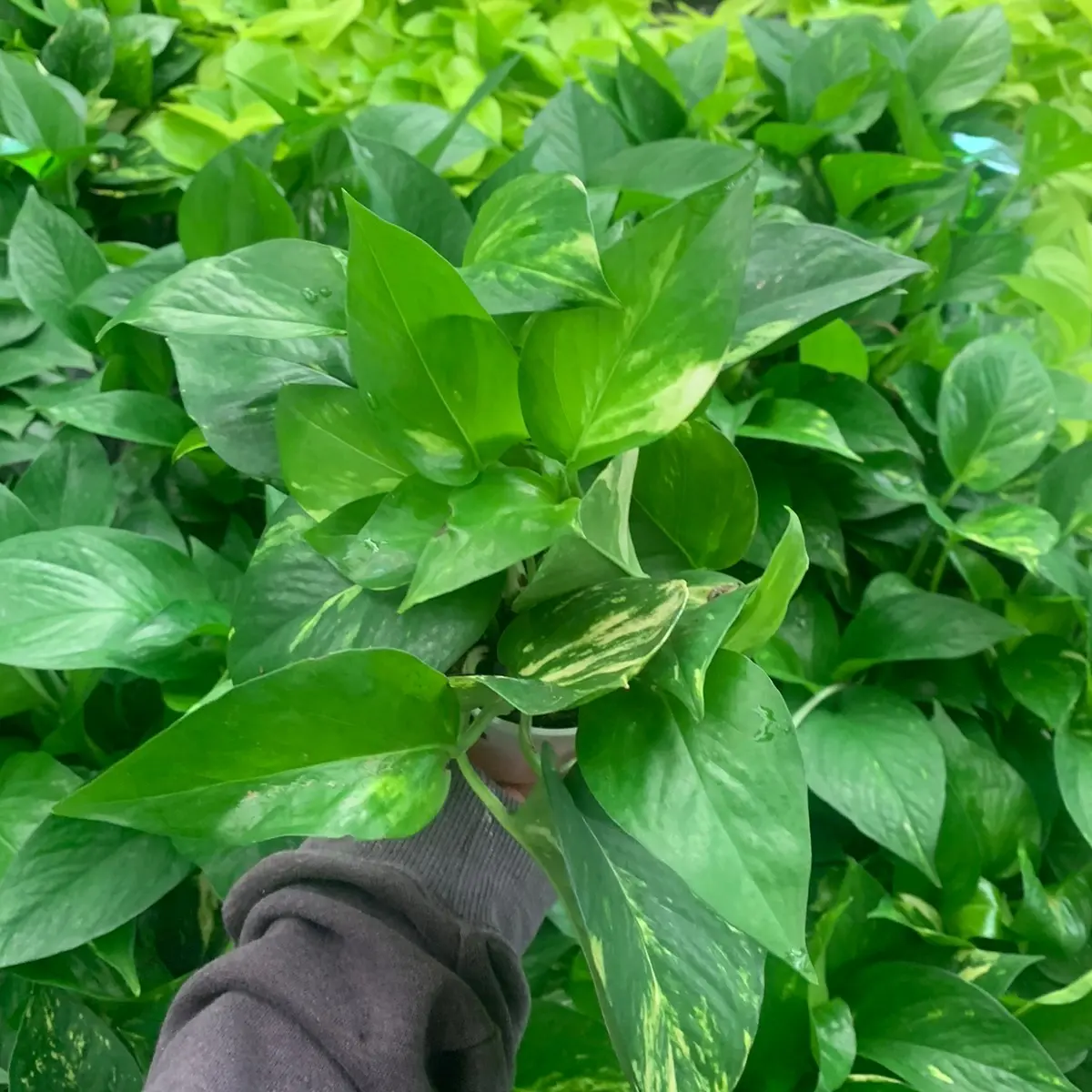 Plants-Golden Pothos 4inch live plant-indoor decoration-gift ideas Decorative Ornaments