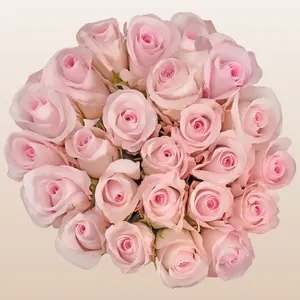 Light Pink Roses imported From Ecuador with Free Delivery for all the USA