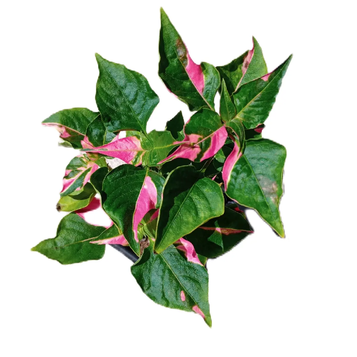 Alternanthera Party Time Joseph's Coat Calico Plant Christmas Clover Parrot Plant 2.5X4 Inch Pot Live Indoor Plant Plug in Potting Soil Natural Décor Fully Rooted Easy to Grow Great Everyday Gift Idea