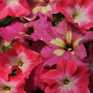 Lime Coral Petunia - 10 Fuseable Pellets