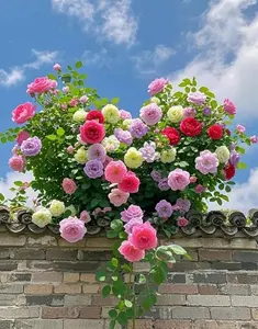 200 Mixed Color Climbing Rose Seeds - Perfect for Vibrant Gardens and Trellis Enhancements